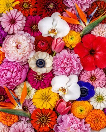 Sinfonia in fiore: la tavolozza vibrante della natura