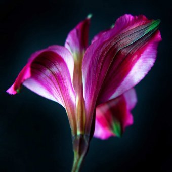 Botanico 22: La bellezza delle fioriture primaverili