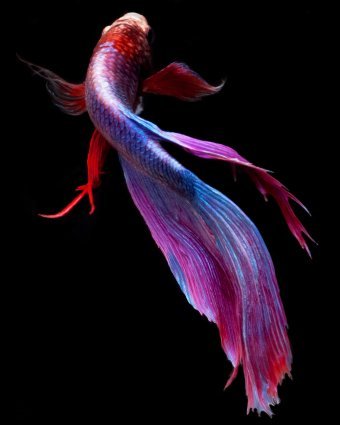 Betta 3 Enhanced: colori e movimento scatenati