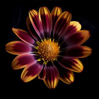 Fotografia "Botanical 41: Essenza di Margherita Colorata", fotografo Michael F alla Jose Art Gallery