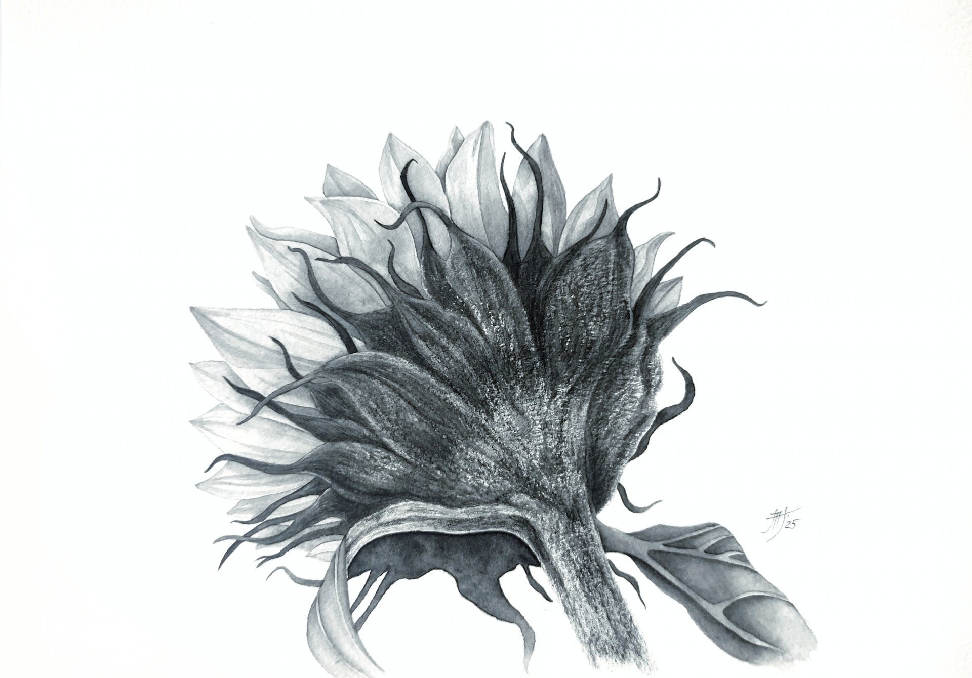 Midnight sunflower Drawing - art.marinette
