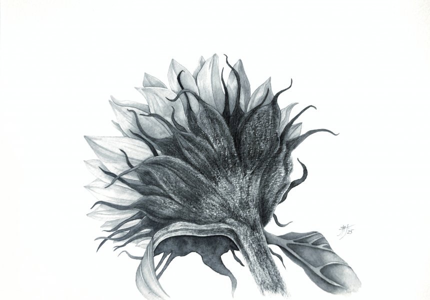 Midnight sunflower Drawing - art.marinette