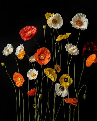 A Botanical 11: Eleganti fiori di pioppo