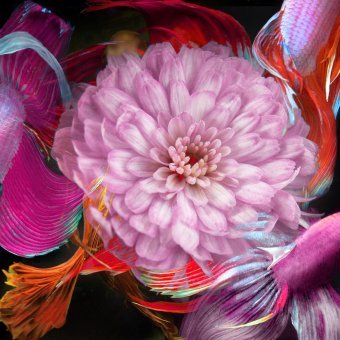 Kaleidoscope 14: Colorful Betta and Flowers