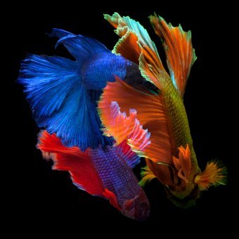 Betta 12: Colorful Life Beneath Water