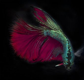 Betta 20 Enhanced: Vibrant Swim in Black