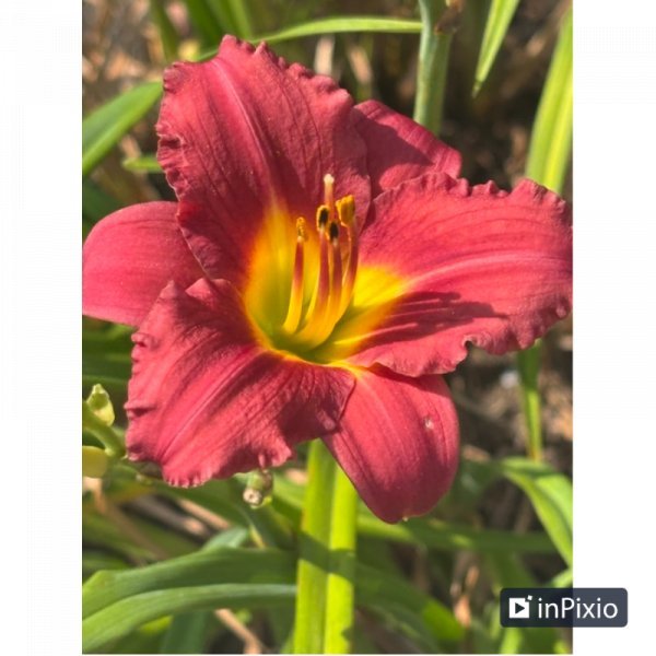 Farbig Makrofotografie Fotografie "Pixie-Like: Eine florale Makro-Erkundung" fotograf/-in Amanda Harris 