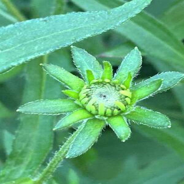 Farbig Makrofotografie Fotografie "Langsames Öffnen" fotograf/-in Amanda Harris 