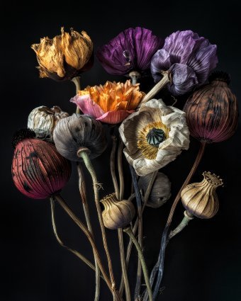 Elegy In Bloom: Nature’s Fragile Flourish