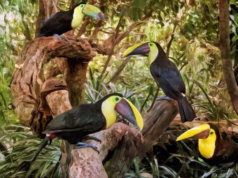 Toucans in Living Rainforest