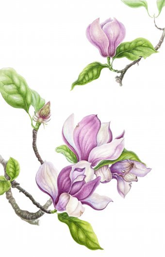 Symphony of Light and Tenderne