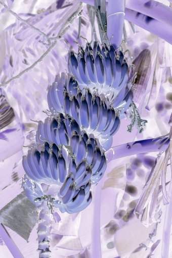 Фотография "Лилаз Тропический 5", фотограф Sergio Luiz Cerezer Benetti Sergio в Jose Art Gallery