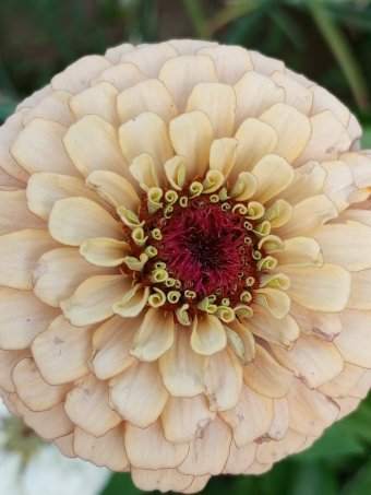 Цифрове мистецтво "201 КВІТИ", цифровий художник Yaroslav Stratyy в Jose Art Gallery