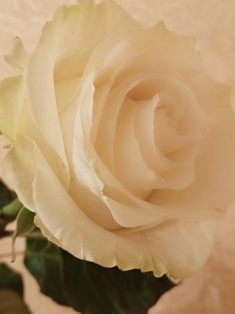 Цифрове мистецтво "204.RO$¥ MON€¥$", цифровий художник Yaroslav Stratyy в Jose Art Gallery