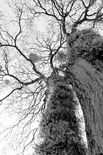 Fotografia "Corona d'oro 7", fotografo Sergio Luiz Cerezer Benetti Sergio alla Jose Art Gallery