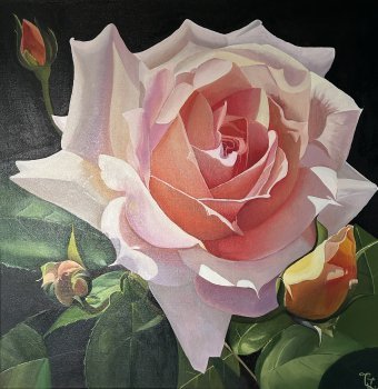 Rose in the sun
