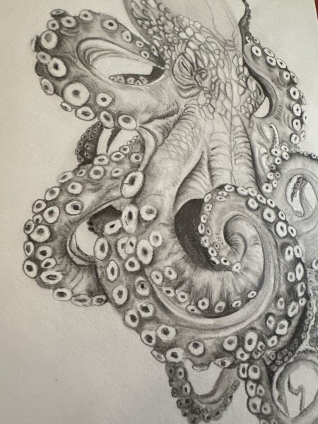 Imagen adicional 2: Arte conceptual Animalista Gráfico "Elegía del pulpo majestuoso 2025", ilustrador Babsy carbón papel 