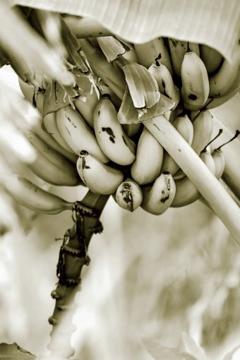 Фотография "Да, у нас есть бананы", фотограф Sergio Luiz Cerezer Benetti Sergio в Jose Art Gallery