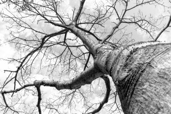 Fotografia "Prospettive brasiliane", fotografo Sergio Luiz Cerezer Benetti Sergio alla Jose Art Gallery