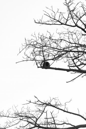 Fotografia "Prospettive brasiliane", fotografo Sergio Luiz Cerezer Benetti Sergio alla Jose Art Gallery