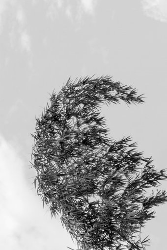 Fotografia "Prospettive brasiliane", fotografo Sergio Luiz Cerezer Benetti Sergio alla Jose Art Gallery