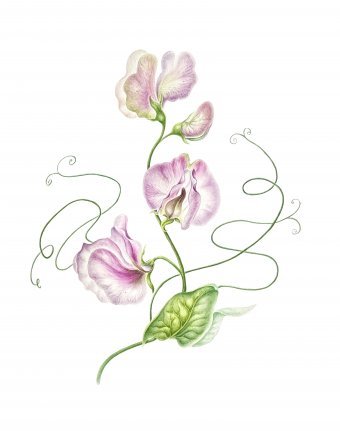 Фотографія "Вальс пелюсток", фотограф Tetiana Vlasenko в Jose Art Gallery