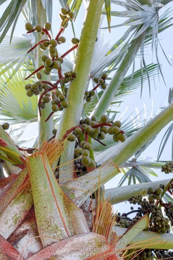 Фотографія "Природа, що надихає", фотограф Sergio Luiz Cerezer Benetti Sergio в Jose Art Gallery