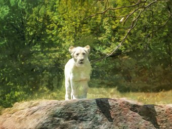 Погляньте на савану