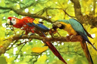 Ара в листі