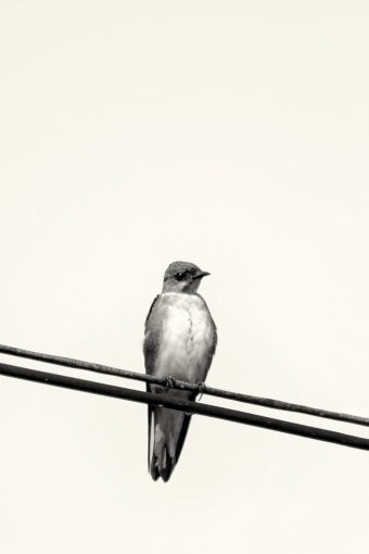 Fotografía "Golondrinas blancas y negras en la vida silvestre", fotógrafo Sergio Luiz Cerezer Benetti Sergio en Jose Art Gallery