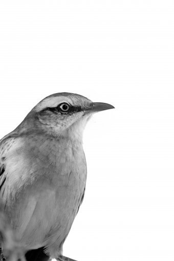 Fotografia "Sguardo del tordo", fotografo Sergio Luiz Cerezer Benetti Sergio alla Jose Art Gallery