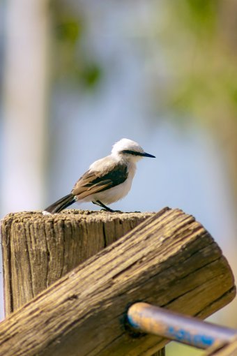 Фотографія "Птахи", фотограф Sergio Luiz Cerezer Benetti Sergio в Jose Art Gallery