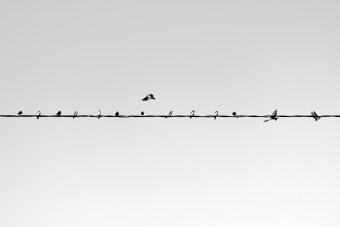 Fotografía "Aves urbanas", fotógrafo Sergio Luiz Cerezer Benetti Sergio en Jose Art Gallery