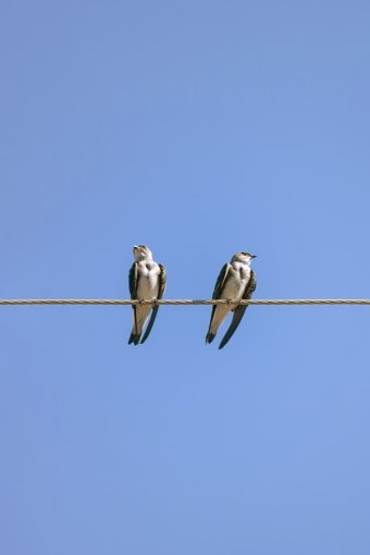 Фотографія "Лінії та крила", фотограф Sergio Luiz Cerezer Benetti Sergio в Jose Art Gallery