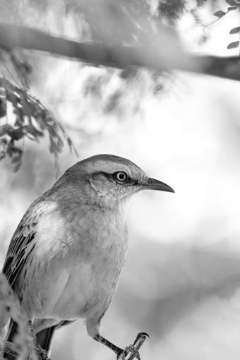 Fotografia "Natura selvaggia in bianco e nero", fotografo Sergio Luiz Cerezer Benetti Sergio alla Jose Art Gallery