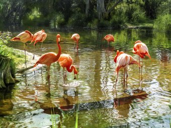 Рожеві відблиски