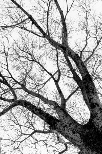 Fotografia "Rami della vita", fotografo Sergio Luiz Cerezer Benetti Sergio alla Jose Art Gallery