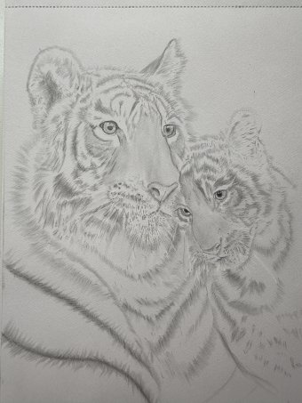 Graphique "Tiger mother", illustrateur Babsy charbon papier à la Jose Art Gallery