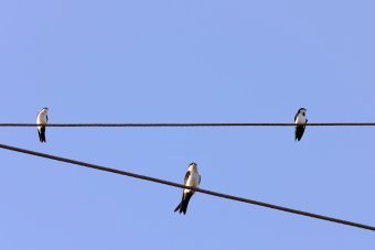 Fotografie "Natürlicher Flug", fotograf/-in Sergio Luiz Cerezer Benetti Sergio in der Jose Art Gallery