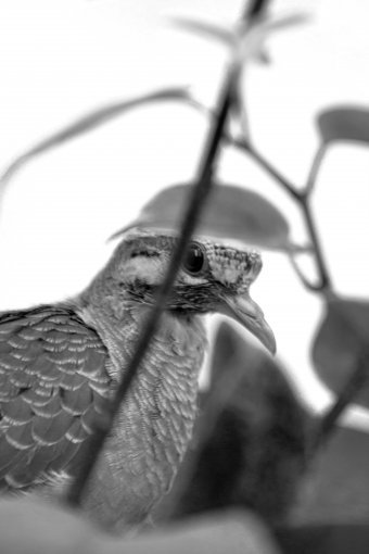 Fotografia "Dzikie i miejskie", fotograf Sergio Luiz Cerezer Benetti Sergio w Jose Art Gallery