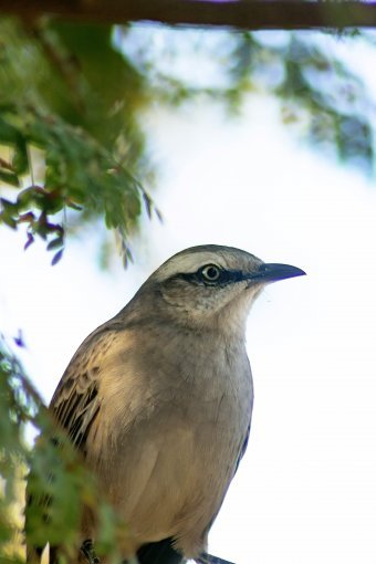 Fotografia "Żywa natura", fotograf Sergio Luiz Cerezer Benetti Sergio w Jose Art Gallery
