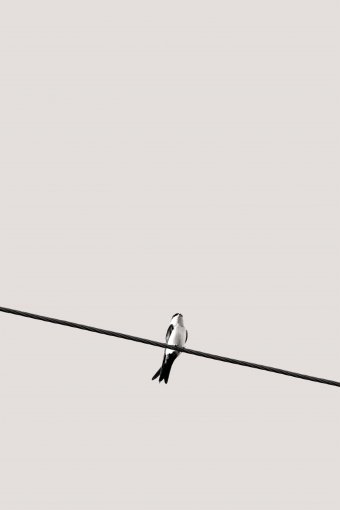 Fotografía "Vuelo y libertad", fotógrafo Sergio Luiz Cerezer Benetti Sergio en Jose Art Gallery