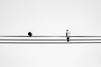 Fotografía "Movimiento migratorio", fotógrafo Sergio Luiz Cerezer Benetti Sergio en Jose Art Gallery