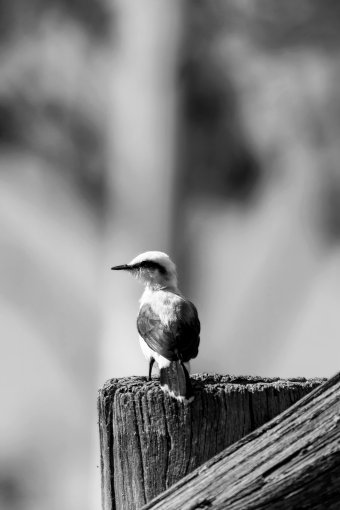 Fotografía "Naturaleza en blanco y negro", fotógrafo Sergio Luiz Cerezer Benetti Sergio en Jose Art Gallery