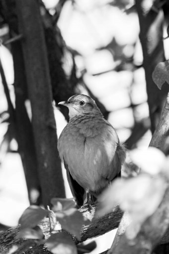 Fotografía "Almas migratorias", fotógrafo Sergio Luiz Cerezer Benetti Sergio en Jose Art Gallery