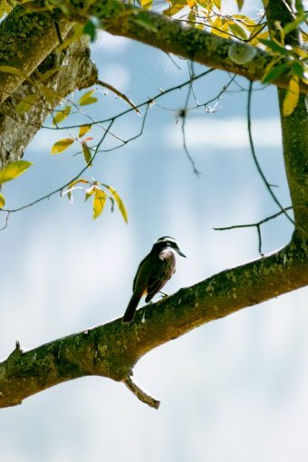 Фотографія "Життя в природі", фотограф Sergio Luiz Cerezer Benetti Sergio в Jose Art Gallery