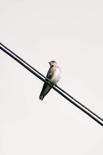 Fotografía "Eco Voo", fotógrafo Sergio Luiz Cerezer Benetti Sergio en Jose Art Gallery