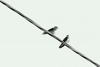 Fotografía "Movimiento de primavera", fotógrafo Sergio Luiz Cerezer Benetti Sergio en Jose Art Gallery