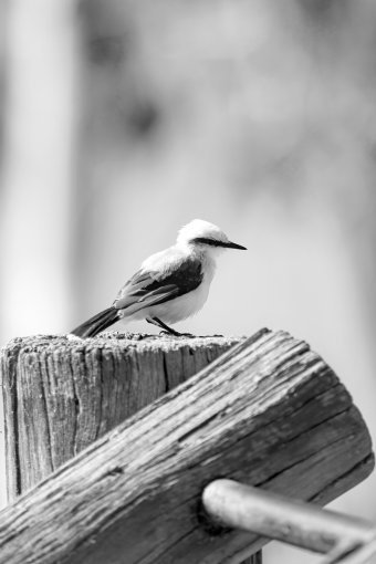 Fotografía "En blanco y negro", fotógrafo Sergio Luiz Cerezer Benetti Sergio en Jose Art Gallery