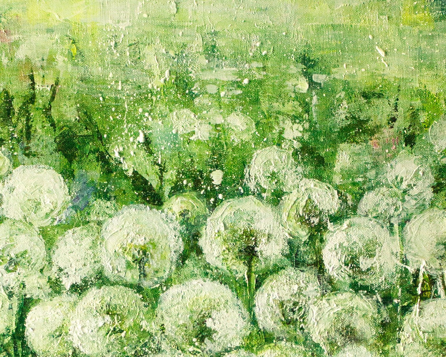 Dandelions - buy